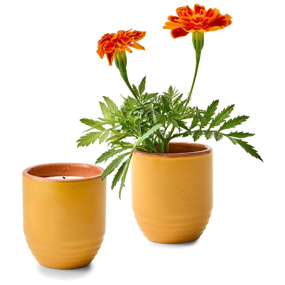 Modern Sprout Last Light/Marigold Garden Vibes Candle/Planter